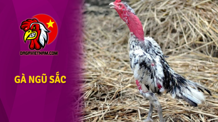 Gà Ngũ Sắc Chân Xanh - Tìm Hiểu Về Dòng Gà Quý Hiếm Tính cách và phong cách sống của gà ngũ sắc chân xanh