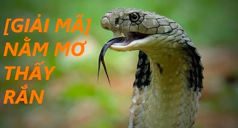 Nằm mơ thấy rắn chứa nhiều điềm báo